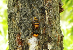 yellow_hornet